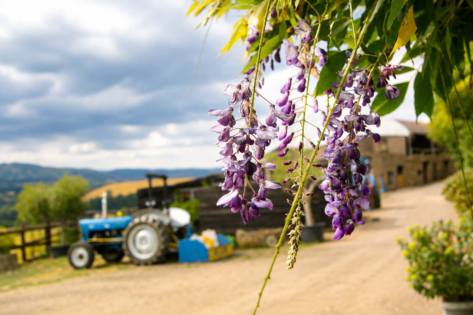 Lavender Cottage