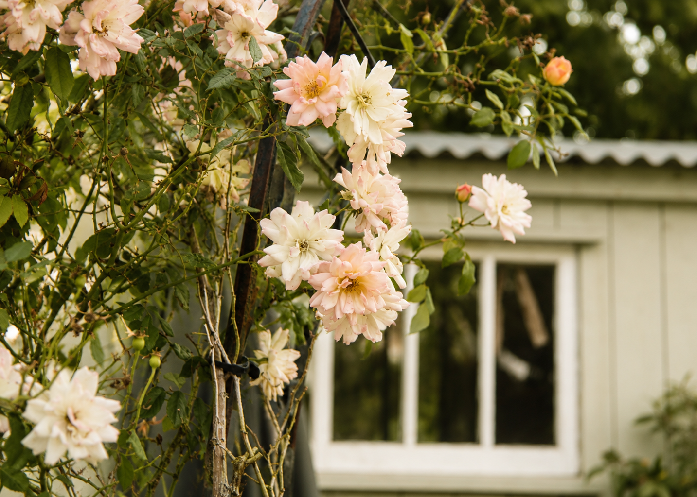 Shepherd's Rest